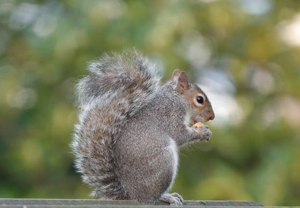 istock A delightful portrait of a grey squirrel perched on a flat surface against a blurred green background. 1346433446