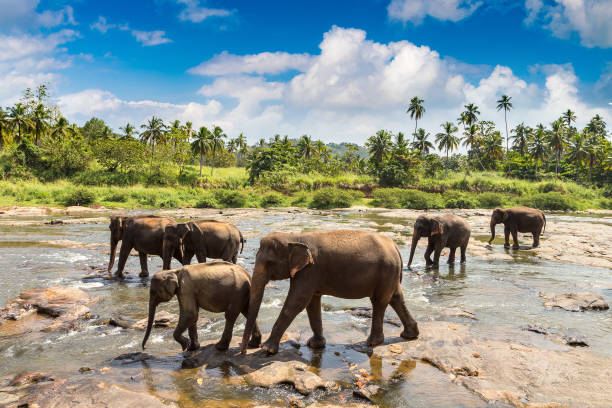 istock Herd of elephants in Sri Lanka 1346433512