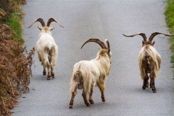 istock Wild mountain goats, feral three walking on lane. 1346433756