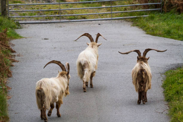 istock Wild mountain goats, feral three walking on lane, landscape. 1346433765