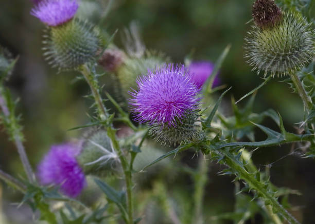 istock Purple Thistles (cisium vulgare) in bloom 1346434912