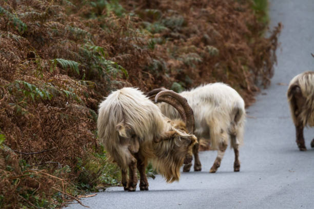 istock Wild mountain goats, feral three graze on lane. 1346434915