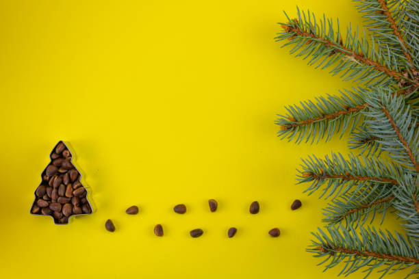 A tree of pine nuts on a yellow background and a Christmas branch with a copy space.