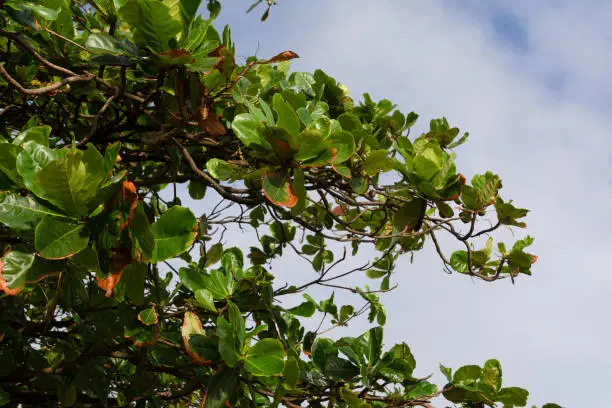 Photo of Green leaves of a tree outdoors on the beach of Rio Vermelho.