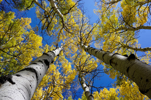 Looking up at the yellow aspen leaves against a blue sky stock photo