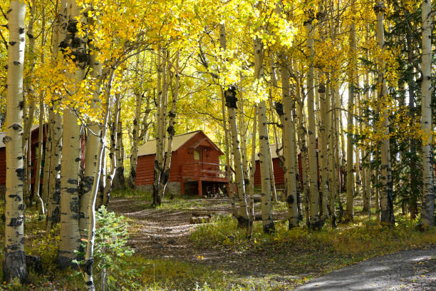 Cabins in an aspen grove in autumn stock photo