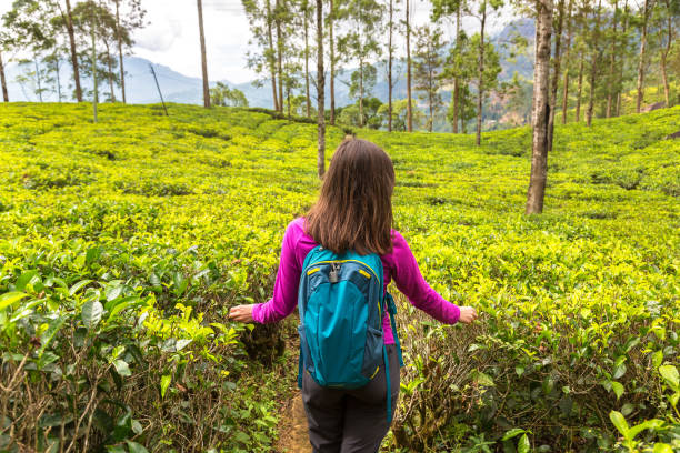 istock Tea plantations in Sri Lanka 1346438146