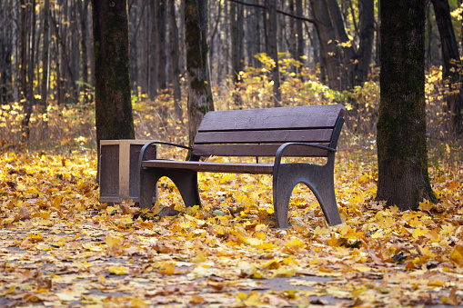 Bench in the autumn park thickly covered with yellow fallen maple leaves in a warm sunny october day