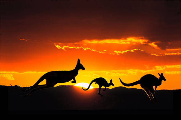 캥거루. - kangaroo outback australia sunset 뉴스 사진 이미지