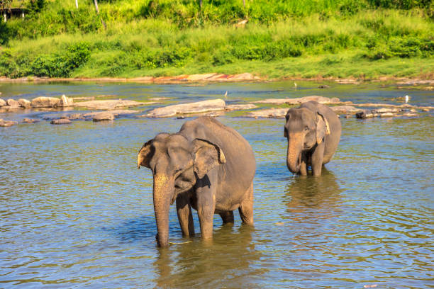 istock Herd of elephants in Sri Lanka 1346439726