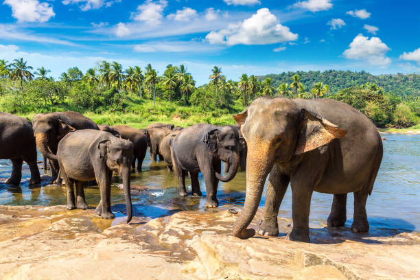 istock Herd of elephants in Sri Lanka 1346439740