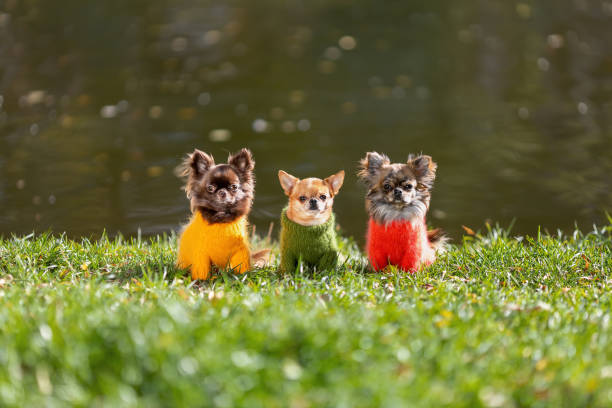 tre cani chihuahua che indossano abiti eleganti sono seduti sull'erba verde nella fredda stagione autunnale. - dog group of animals clothing animal foto e immagini stock