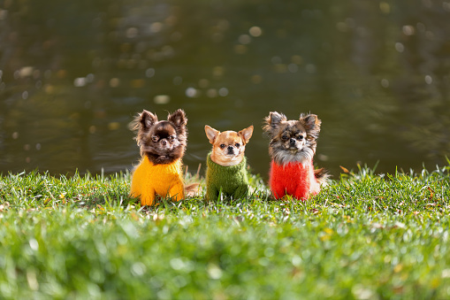 Three chihuahua dogs wearing stylish clothes are sitting on green grass in the cold autumn season.