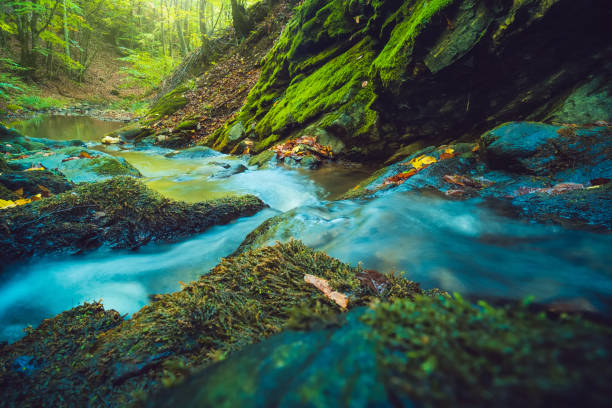 hermosa corriente de agua turquesa en el bosque - autumn water leaf stream fotografías e imágenes de stock