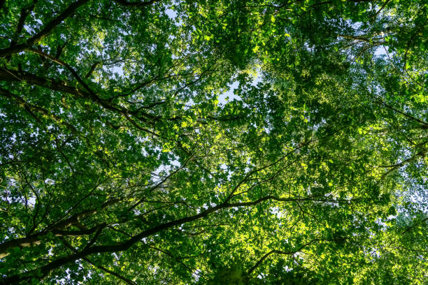 istock View into the treetops of a green tree. 1346444622