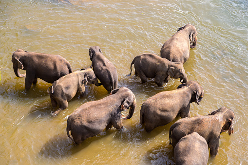 Herd of elephants in Sri Lanka in a summer day