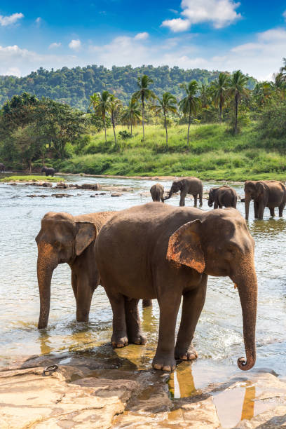 istock Herd of elephants in Sri Lanka 1346446943