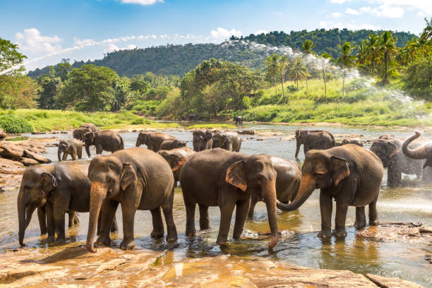 istock Herd of elephants in Sri Lanka 1346447007