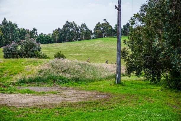 istock View of a field in Australia with kangaroos. 1346447812