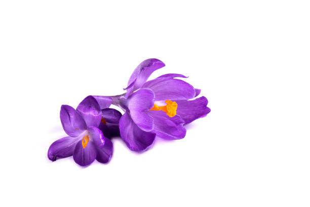 istock purple crocus on white background. Fresh spring flowers. 1346447816