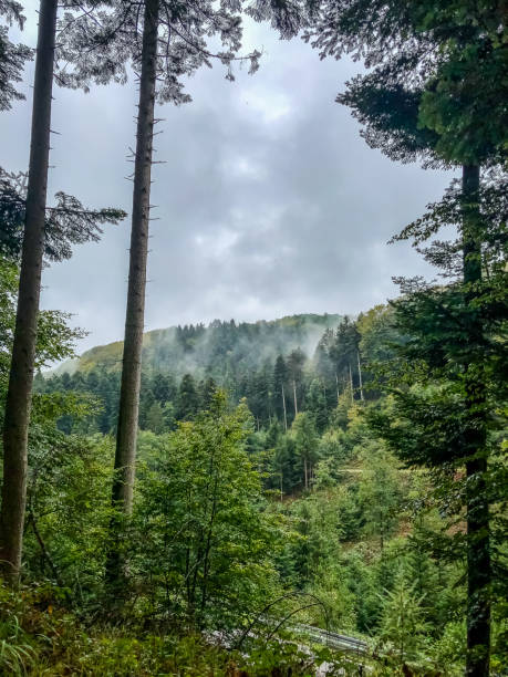 istock View through the trees to the Black Forest. 1346450706