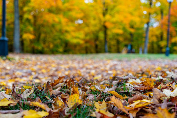 istock Fall colors Algonquin Provincial Park, Ontario, Canada 1346451489