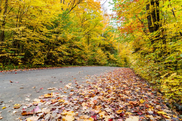 istock Fall colors at Pathfinder Island and Source Lake, Algonquin Provincial Park, Canada 1346453690