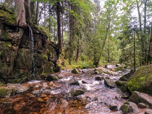 istock A river through the Black Forest in Germany. 1346453911