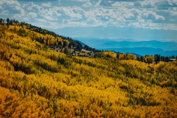 Slopes covered in fall foliage with mountains in the background under a blue sky. The aspens trees are yellow and gold. Photographed near Cripple Creek, Colorado.
