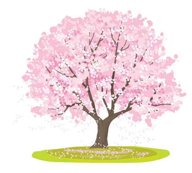 vektorillustration kirschbaum, frühlingslandschaft - kirschbaum stock-grafiken, -clipart, -cartoons und -symbole