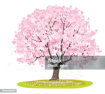istock Vector illustration of cherry tree, spring landscape 1346455511