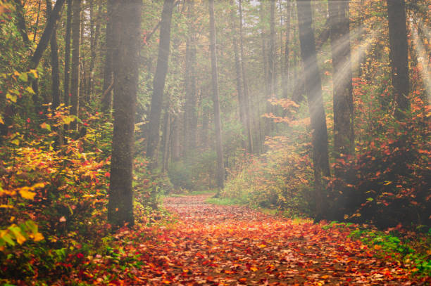 Automn landscape