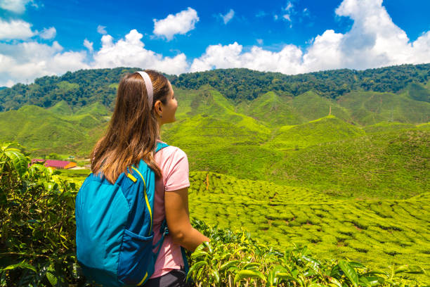 istock Beautiful Tea plantations 1346456682