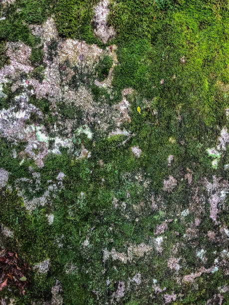 istock A rock overgrown with moss as a background or texture. 1346457548