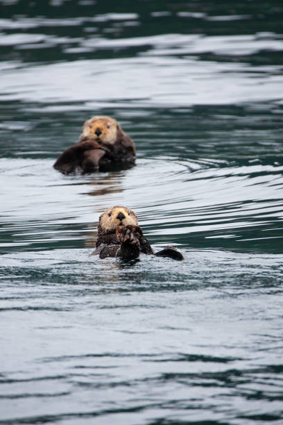 istock Otters in Prince William Sound, Alaska #2 1346457793