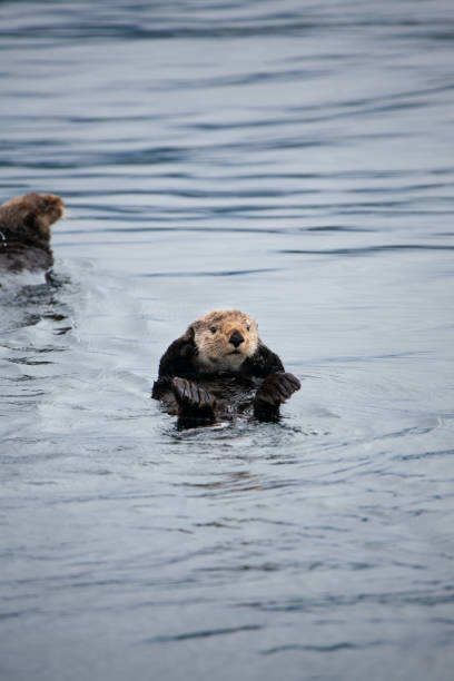 istock Otters in Prince William Sound, Alaska #3 1346457940