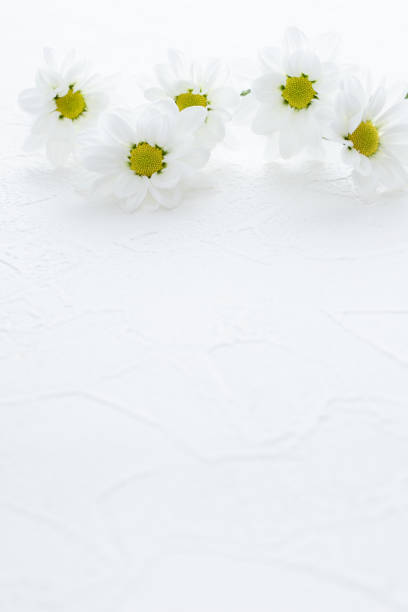 istock White chrysanthemum flower, ceremonial occasion card 1346458921