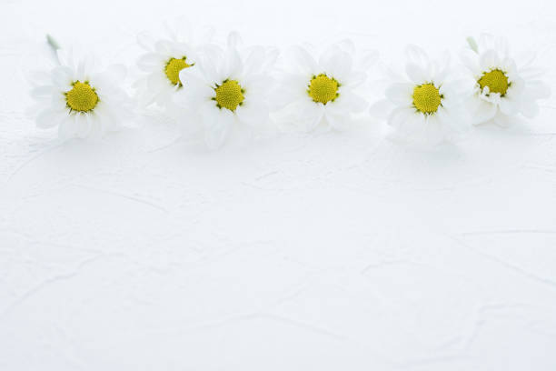 istock White chrysanthemum flower, ceremonial occasion card 1346458924