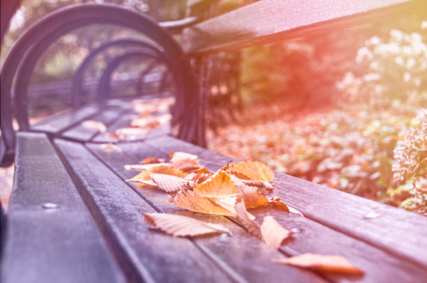 istock Autumn in the Park 1346459906