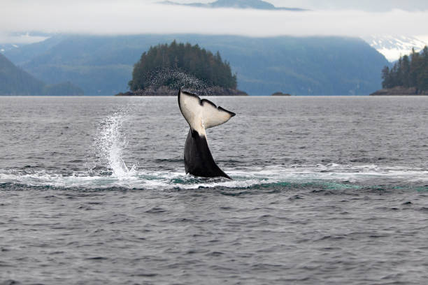 istock Orca Whales in Prince William Sound, Alaska #4 1346460625