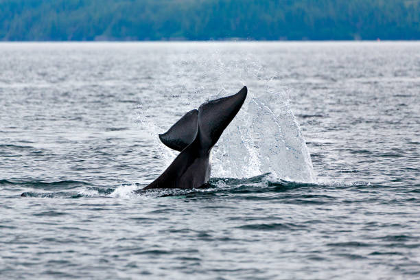 istock Orca Whales in Prince William Sound, Alaska #2 1346460627