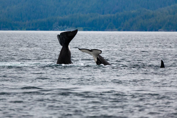 istock Orca Whales in Prince William Sound, Alaska 1346460629