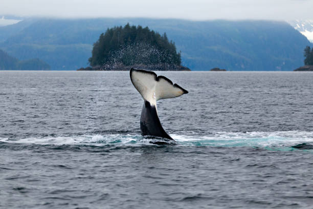 istock Orca Whales in Prince William Sound, Alaska #3 1346460630