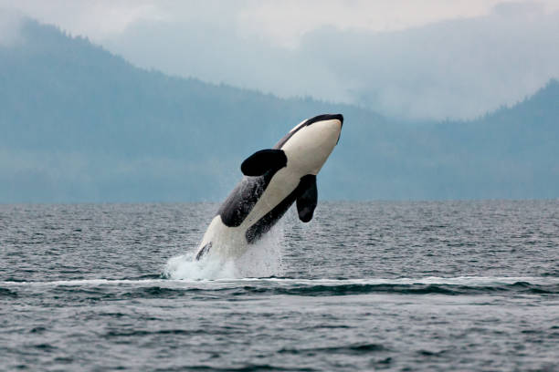 jumping orca im prince william sound, alaska #2 - schwertwal stock-fotos und bilder