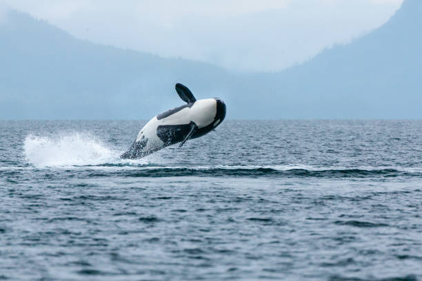 istock Jumping Orca in Prince William Sound, Alaska #4 1346460640