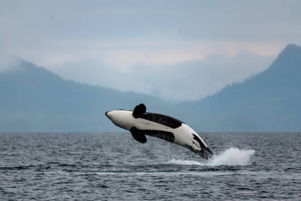 istock Jumping Orca in Prince William Sound, Alaska 1346460642