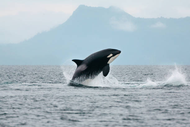 saltando orca en prince william sound, alaska #6 - saltos fuera del agua fotografías e imágenes de stock