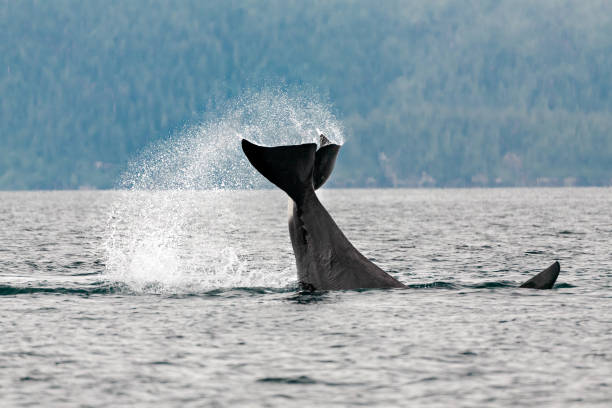 istock Orca Whales in Prince William Sound, Alaska #7 1346460650
