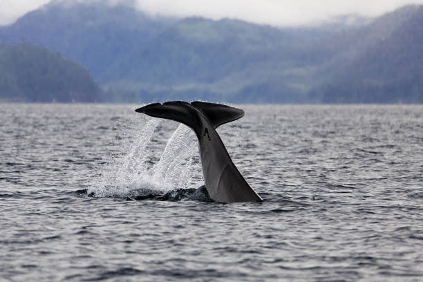 istock Orca Whales in Prince William Sound, Alaska #8 1346460652