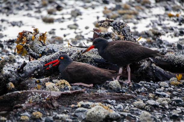 istock Black Oystercatchers, Alaska 1346460660